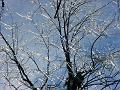 Winter Wonderland 5